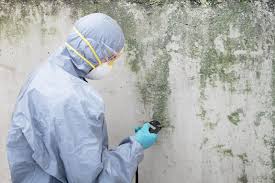 Best Black Mold Removal  in Lapel, IN